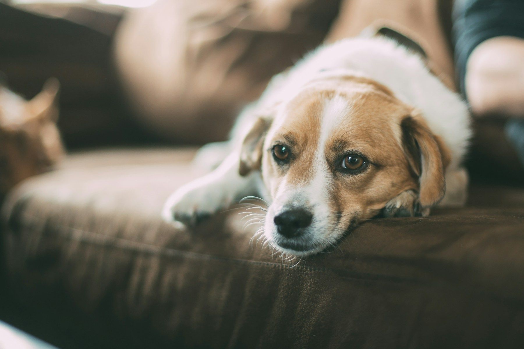 Un perro descansa en un sofá y mira a la cámara